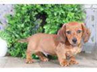 Dachshund Puppy for sale in Columbus, OH, USA