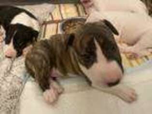 Bull Terrier Puppy for sale in Corona, CA, USA