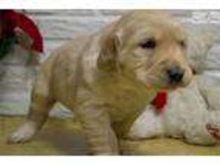 Golden Retriever Puppy for sale in Youngstown, OH, USA