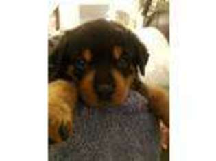 Rottweiler Puppy for sale in Pembroke Pines, FL, USA