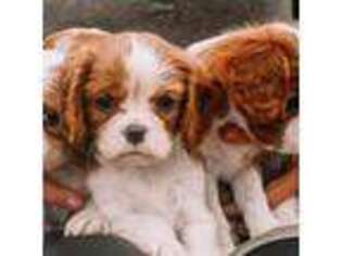 Cavalier King Charles Spaniel Puppy for sale in Centerville, TN, USA