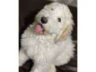 Goldendoodle Puppy for sale in New Castle, CO, USA