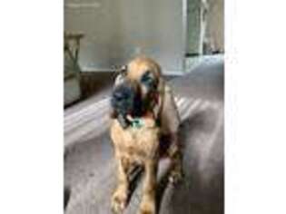 Bloodhound Puppy for sale in Puyallup, WA, USA