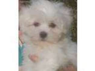 Maltese Puppy for sale in Magnolia, TX, USA