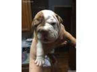 Olde English Bulldogge Puppy for sale in Conyers, GA, USA