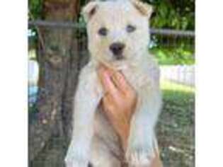Mutt Puppy for sale in Gridley, CA, USA