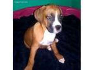 Boxer Puppy for sale in Rome, NY, USA