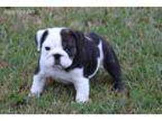 Bulldog Puppy for sale in Crosby, TX, USA