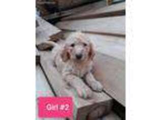 Labradoodle Puppy for sale in De Graff, OH, USA