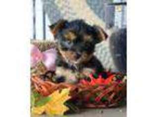 Yorkshire Terrier Puppy for sale in Manheim, PA, USA
