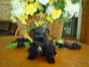 Mutt Puppy for sale in Crowley, TX, USA