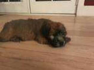 Soft Coated Wheaten Terrier Puppy for sale in Canton, MA, USA