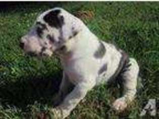 Great Dane Puppy for sale in SAINT LOUIS, MO, USA