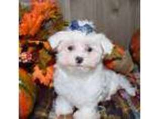 Maltese Puppy for sale in Memphis, MO, USA