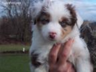 Miniature Australian Shepherd Puppy for sale in Centerview, MO, USA