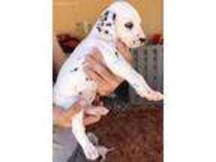 Dalmatian Puppy for sale in Miami, FL, USA