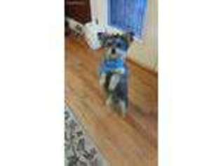 Chorkie Puppy for sale in Leitchfield, KY, USA
