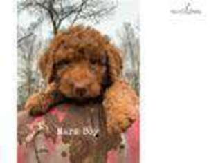 Labradoodle Puppy for sale in Tulsa, OK, USA