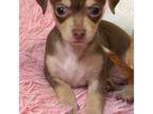 Chihuahua Puppy for sale in Linden, NJ, USA