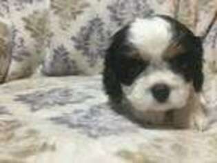 Cavalier King Charles Spaniel Puppy for sale in Stockton, CA, USA