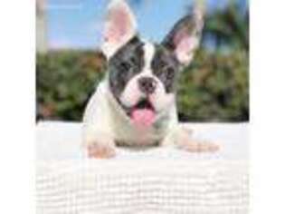 French Bulldog Puppy for sale in Pembroke Pines, FL, USA