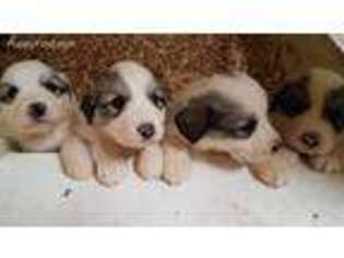 Great Pyrenees Puppy for sale in Pittsboro, NC, USA