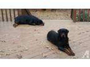 Rottweiler Puppy for sale in LOUISVILLE, KY, USA
