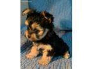 Yorkshire Terrier Puppy for sale in Cedar Park, TX, USA