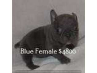 French Bulldog Puppy for sale in Fayetteville, GA, USA