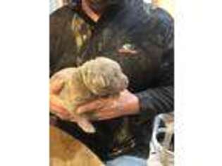 Labrador Retriever Puppy for sale in Saint Paul, KS, USA