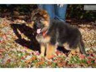 German Shepherd Dog Puppy for sale in Cincinnati, OH, USA