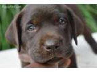 Labrador Retriever Puppy for sale in Kings Mountain, NC, USA