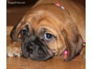 Puggle Puppy for sale in Caulfield, MO, USA