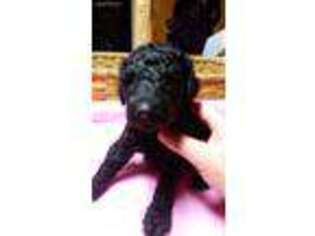 Goldendoodle Puppy for sale in Mars Hill, NC, USA