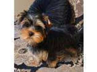 Yorkshire Terrier Puppy for sale in Orange, TX, USA