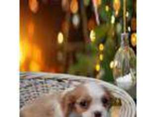 Cavalier King Charles Spaniel Puppy for sale in Sapulpa, OK, USA