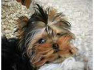 Yorkshire Terrier Puppy for sale in Stafford, VA, USA