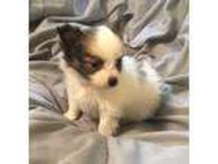 Papillon Puppy for sale in Bloomfield, IN, USA