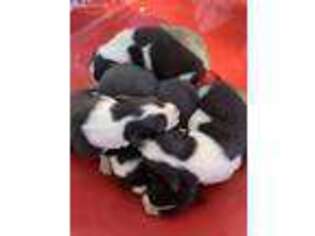 Border Collie Puppy for sale in Ava, MO, USA