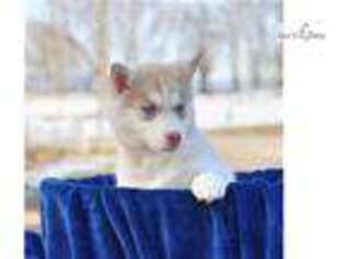 Siberian Husky Puppy for sale in Harrisburg, PA, USA