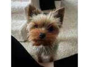 Yorkshire Terrier Puppy for sale in Valley City, OH, USA