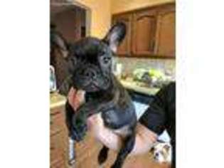 French Bulldog Puppy for sale in Boonton, NJ, USA