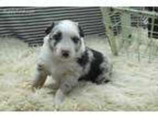 Australian Shepherd Puppy for sale in Greentown, IN, USA