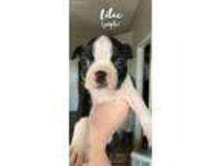 Boston Terrier Puppy for sale in Vacaville, CA, USA