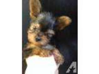 Yorkshire Terrier Puppy for sale in SAN ANTONIO, TX, USA