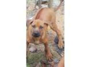 Rhodesian Ridgeback Puppy for sale in Woodstock, GA, USA