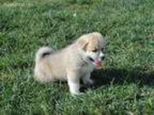 Akita Puppy for sale in San Leandro, CA, USA