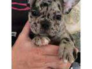 French Bulldog Puppy for sale in Schaumburg, IL, USA