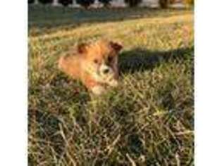 Pembroke Welsh Corgi Puppy for sale in Elk Creek, VA, USA