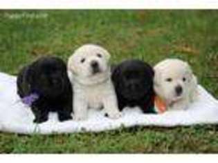 Labrador Retriever Puppy for sale in Granville, OH, USA